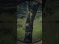 Venison to go | #thehuntercallofthewildgameplay #hunting #pcgaming #videogames #videogaming #games