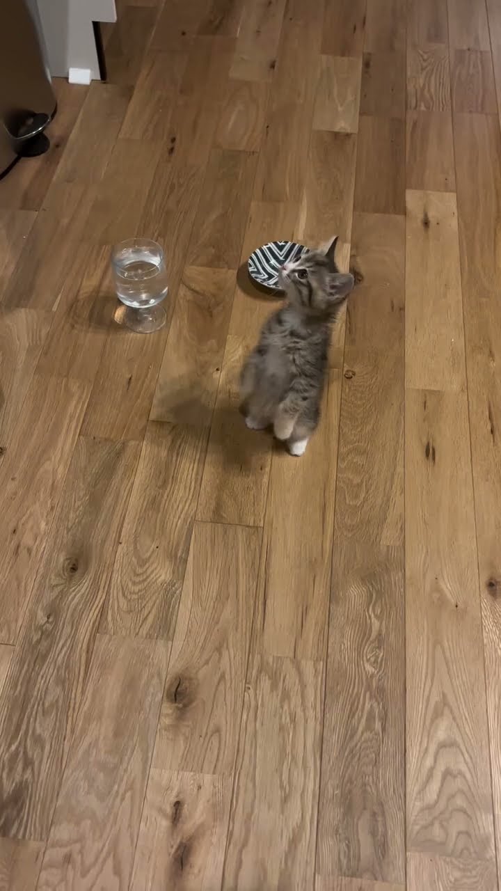 Bébé chaton très mignon