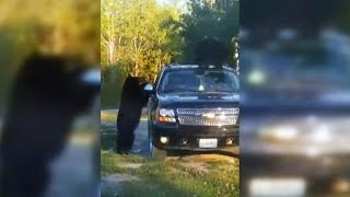 Startling Sight Bear Family Claws Truck To Get At Stuck Cub