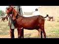Desi Nagri Bakriyan - Amritsari Breeder And Milking Goats Shahpur Kanjra Mandi Lahore 2019