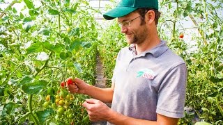 Farmer Spotlight: Growing Cherry Tomatoes With Bayberry Fresh