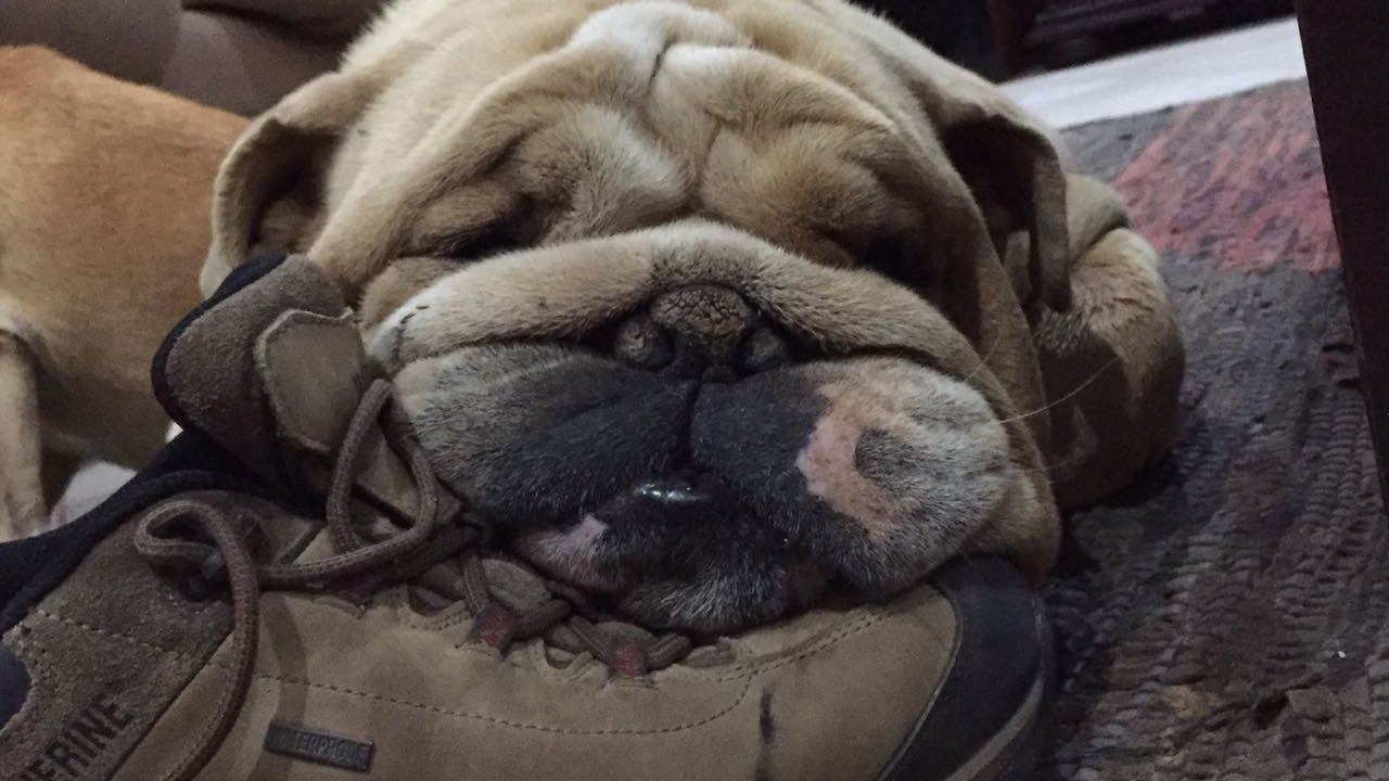 Max the English Bulldog, drinking water YouTube