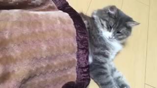 毛布をかけて眠る猫 ノルウェージャンフォレストキャット Cat, sleep in the blankets. Norwegian Forest Cat.