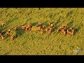 Conservación de Elefantes Africanos