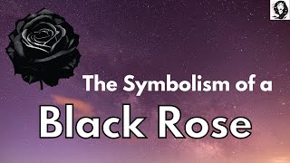 Symbolism of a Black Rose  - Black Rose Meaning