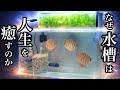なぜ水槽は人生を癒すのか【アクアリウムで人生を豊かに】