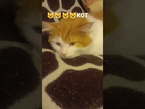 кот