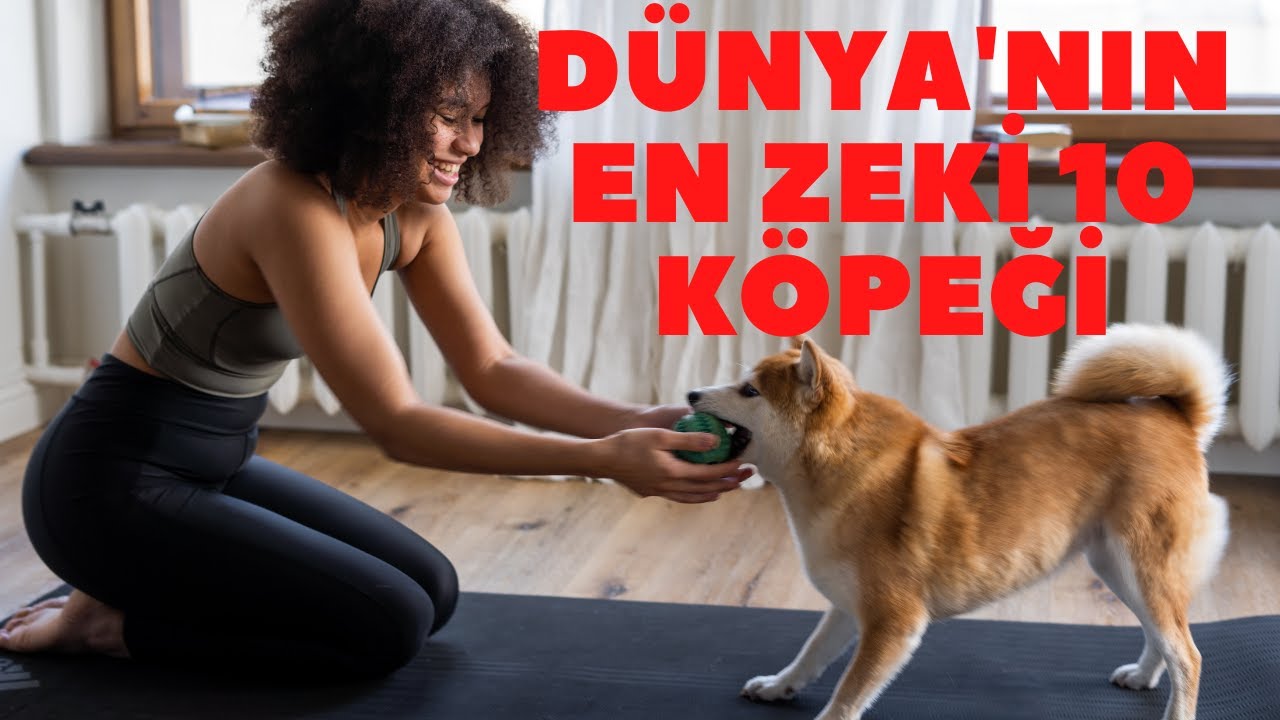 köpekler regl olur mu