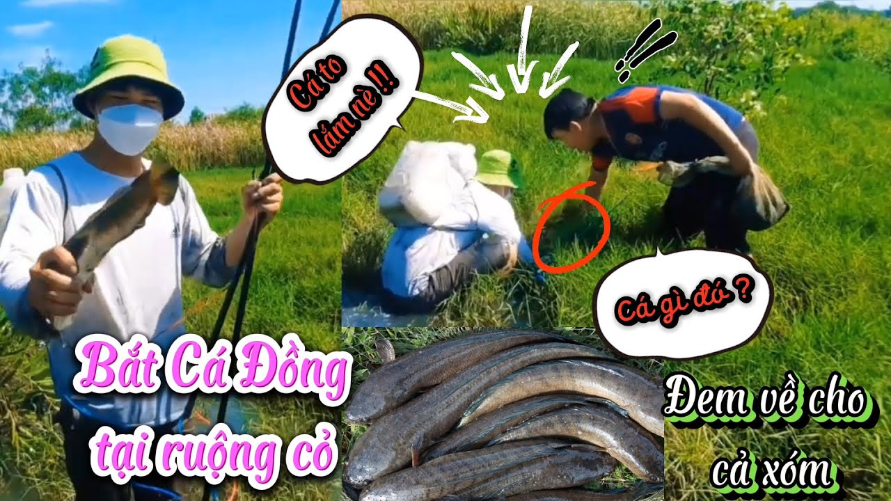 Bắt Cá Tại Đồng Cỏ | Lại T.rúng Ổ Cá To | Cậu Cả Miền Tây - YouTube