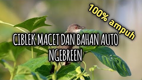 Terapi Ciblek Macet Bunyi Ampuh