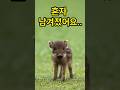 울며 어미를 찾던 아기, 결국 제 품에 안겼습니다 A Crying Baby Boar Searching for His Mother… Finally Rested in My Arms
