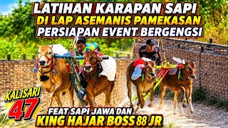 Latihan Karapan Sapi Di Lap Asemanis Pamekasan Persiapan Event Bergengsi. 