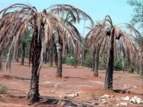 لله فى الافاق أيات لعل اقلها هو ما اليه هداك