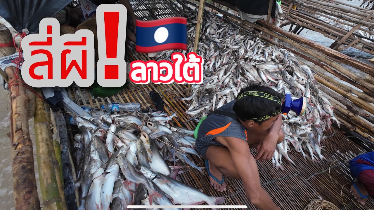 เมืองโขงลาวใต้ ระดูปลาขื้น วันนี้มาสัมผัสตัวจริง สนุกมากเลยครับ