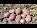 Картофель Ред Соня. Урожай в засушливое лето