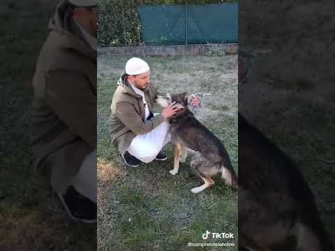 Vidéo: La salive d'un chien peut-elle passer des vers?