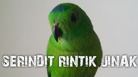 SERINDIT RINTIK JINAK