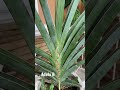 Sansevieria Robusta Blue #shorts  #youtubeshorts