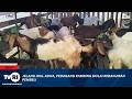 22 MEI 2026 JELANG IDUL ADHA, PEDAGANG KAMBING MULAI KEBANJIRAN PEMBELI