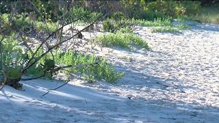 Collier County emergency sand berm project set to begin