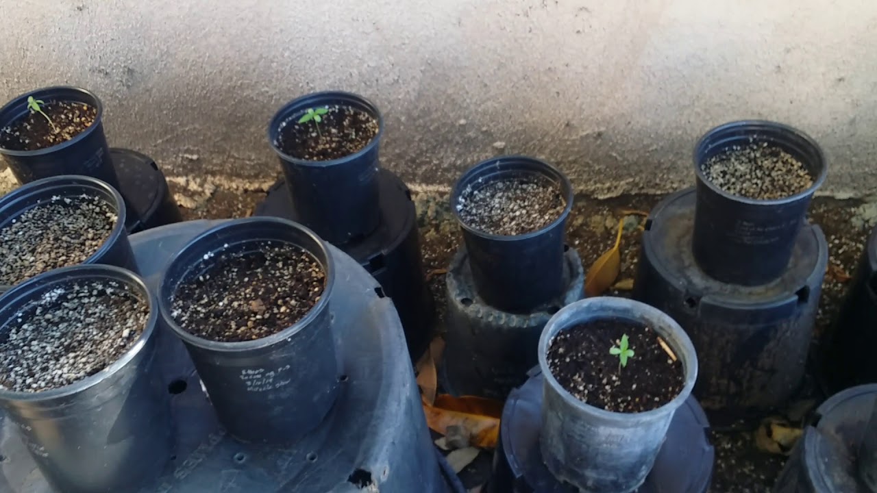 Ethos genetics Planet of the grapes Ethos genetics Recon OG  Afgoo auto flowering femized seeds and