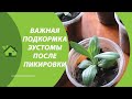 КАЛЬЦИЕВАЯ СЕЛИТРА для ПОДКОРМКИ рассады ЭУСТОМЫ 🌸 Как развести и использовать в домашних условиях