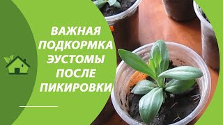 КАЛЬЦИЕВАЯ СЕЛИТРА для ПОДКОРМКИ рассады ЭУСТОМЫ 🌸 Как развести и использовать в домашних условиях