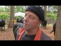 Швейцарские буренки сразились за титул королевы королев http://9kommentariev.ru/