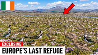 Everyone Said This Acre in Ireland Was Dead — One Man Looked at It 45 Years and Proved Them Wrong