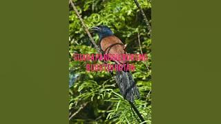 suara panggil burung bubut