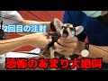 注射嫌いの子犬が恐怖と痛さのあまりお漏らししちゃいました