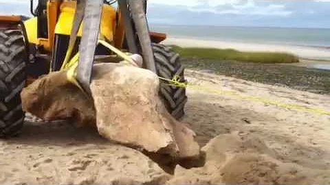 Whale skull lifted from Brewster beach
