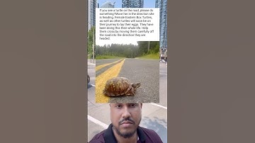 Als u uw schildpad op de weg ziet, doe dan iets!