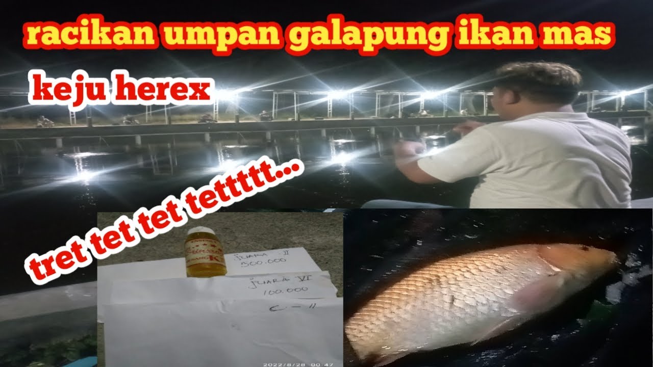 Racikan Umpan Ikan Mujair Pakai Keju yang Bikin Mancing Liar Seru Racikan Umpan Ikan Mujair Pakai Keju yang Bikin Mancing Liar Seru