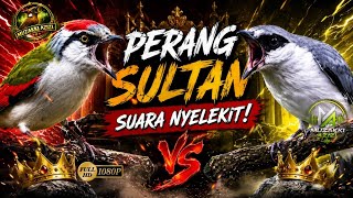 PARAAHH!!!!!! MATERI NYELEKIT SANG SULTAN SALING SERANG || MASTERAN HEBAT SANG JUARA KICAU
