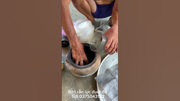 Rắn lục đuôi đỏ thần dược luyện đan cho khách đặt mua p5