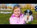 Welcome to TheEngineeringFamily Waggles the Silly Puppy Funny Puppy Surprise with the Assistant and