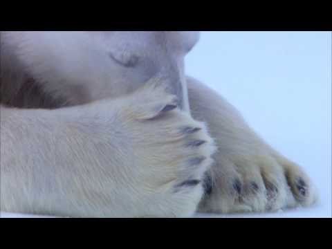 FLIRTING POLAR BEARS - VERY FUNNY! From Polar Bear Spy on the Ice