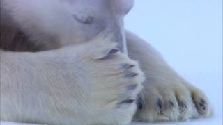 FLIRTING POLAR BEARS  VERY FUNNY! From Polar Bear Spy on the Ice