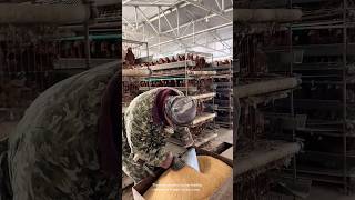 Feeding Time At The Chicken Farm