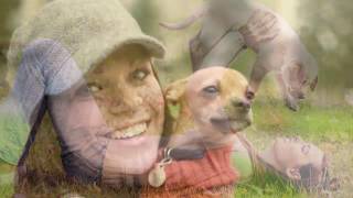Spring Valley Veterinary Hospital Springfield MO