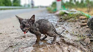 The kitten was abandoned on a dangerous highway, helplessly begging passersby for help, but...