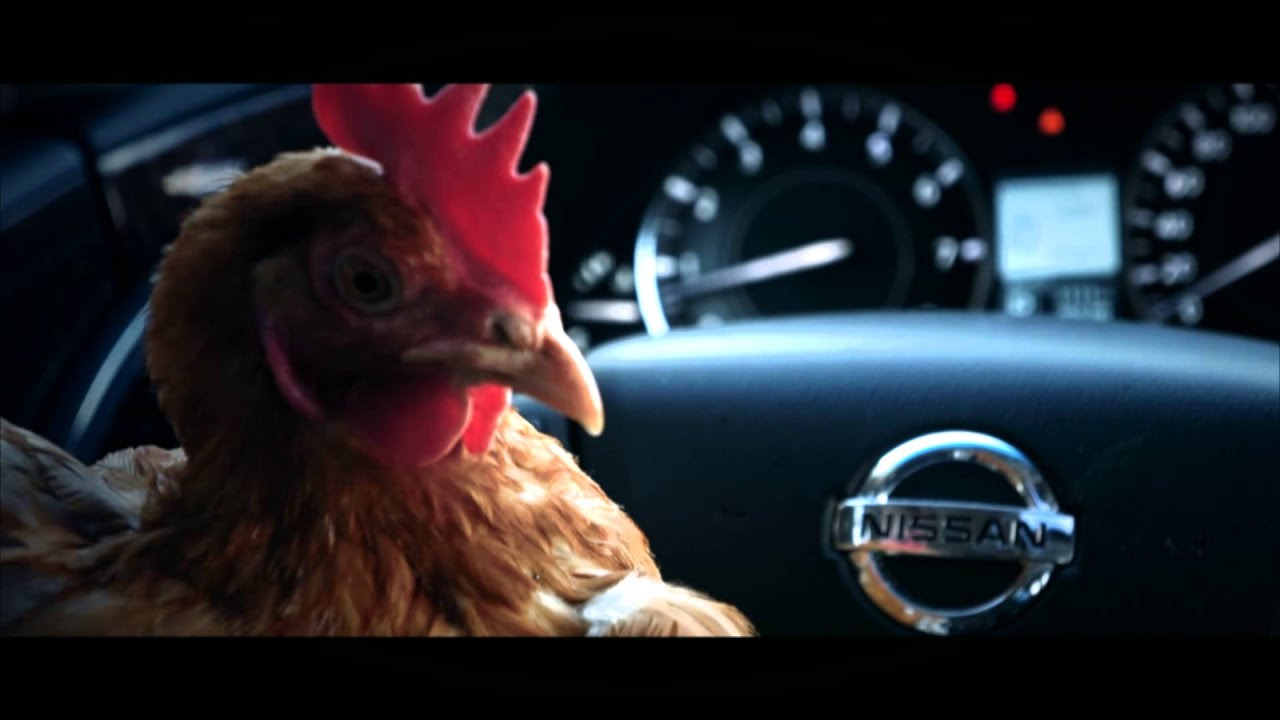 Курица за рулем картинки