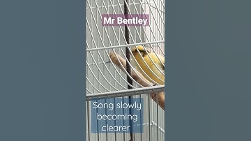 Thumbnail of Mr Bentley,  song is slowly slowly becoming clear. #Canary