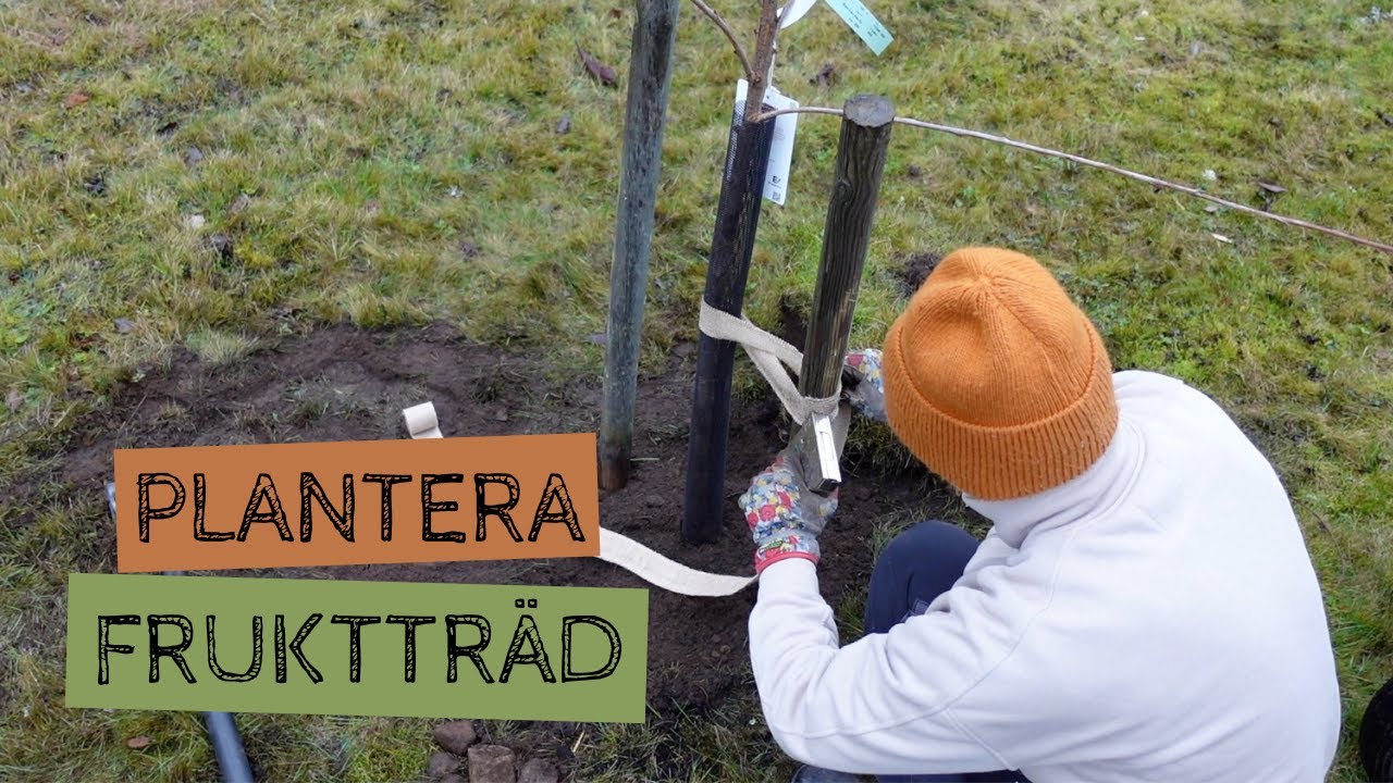 Plantera fruktträd på en halv minut - steg för steg - YouTube