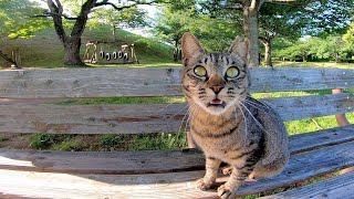 公園でベンチに座ったら野良猫が駆け寄ってきた