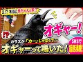 【オギャー！連発カラス】赤ちゃん返りなの？カラスがオギャーオギャー連発し始める。20260517、カラス＆四つ足クインテット（仮）