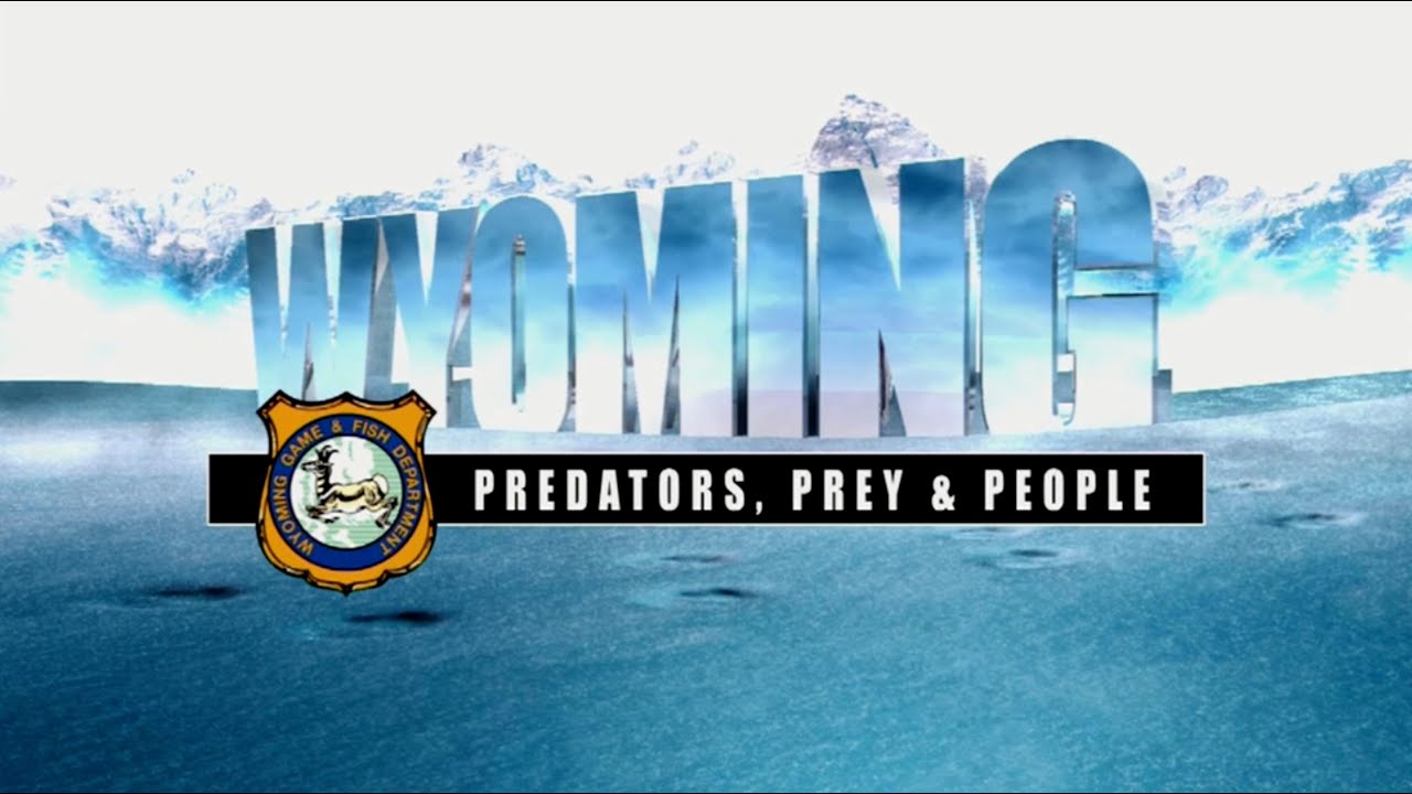 Wyoming Predators, Prey and People YouTube