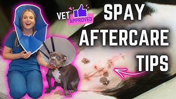 Dog Spay Surgery After Care 5 Tips! | Veterinary Approved