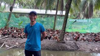 Gà Tre Thả Vườn - Nuôi Gà Tre Có Thật Đơn Giản